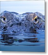 Eyes Of The Everglades Metal Print