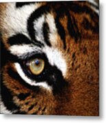 Eyes Of The Tiger Metal Print
