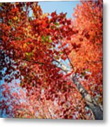 Fall Colors In Acadia Metal Print