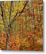 Fall Forest Metal Print