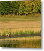 Fall Landscape With Coyote Metal Print