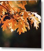 Fall Leaves Metal Print