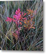 Fall Wild Rose Plant On The Prairie Metal Print