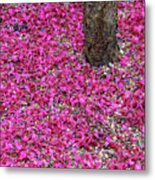 Fallen Japanese Cherry Tree Blossom Metal Print