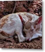 Fallow Deer Fawn Sleeping Metal Print