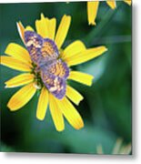 False Sunflower-butterfly_6119 Metal Print