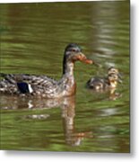 Family Of Mallard Ducks Dwf0242 Metal Print