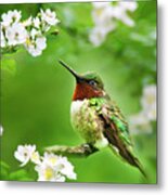 Fauna And Flora - Hummingbird With Flowers Metal Print