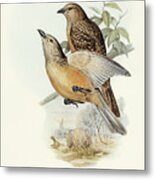 Fawn-breasted Bower-bird, Chlamydera Cerviniventris Metal Print