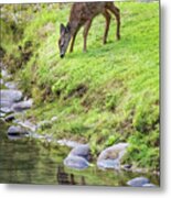 Fawn On The Mckenzie, No. 5 Metal Print