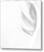 Feather 2 Metal Print