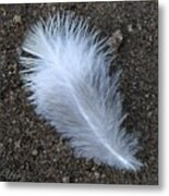 Feather White Metal Print