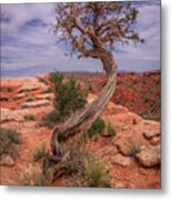 February 2020 Lone Tree Metal Print