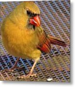 Female Cardinal Eating Seeds Metal Print