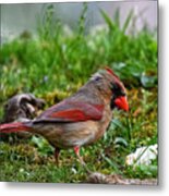 Female Cardinal In Grass Metal Print