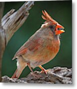 Female Cardinal With Seed Metal Print