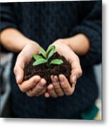 Female Gardener Holding A Sapling With Soil Metal Print