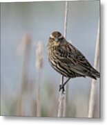 Female Red Winged Blackbird Perched At William Finley Nwr Metal Print