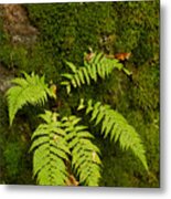 Fern And Moss In The Forest Metal Print