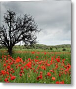 Field Full Of Red Beautiful Poppy Anemone Flowers And A Lonely Dry Tree. Spring Time, Spring Landscape Cyprus. Metal Print