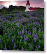 Field Of Lupine Wildflowers Surrounding Church In Iceland At Sunset Metal Print