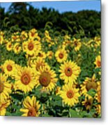Field Of Sunflowers Metal Print