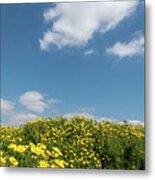 Field With Yellow Marguerite Daisy Blooming Flowers Against And Blue Cloudy Sky. Spring Landscape Nature Background Metal Print