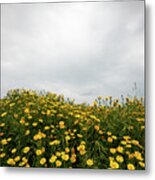 Field With Yellow Marguerite Daisy Blooming Flowers Against Cloudy Sky. Spring Landscape Nature Background Metal Print