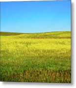 Fields Of Blue And Gold Metal Print