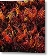 Fiery Sumac Metal Print