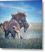 Fighting Mustangs On The Outer Banks Metal Print