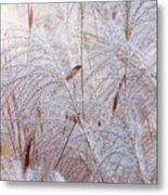 Fine Grass With Flares. Metal Print