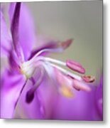 Fireweed Close Up Metal Print