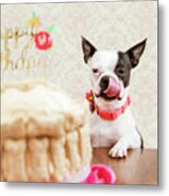 Snow's Birthday, Boston Terrier Dog Metal Print