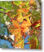 First Colored Leaves In July Metal Print