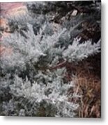 First Frost Metal Print