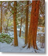 Pine Trees In Snow Metal Print