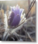 First Spring Prairie Crocus Flower Metal Print