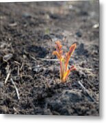 First Sprouts In Spring Metal Print