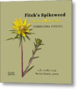 Fitch's Spikeweed Hemizonia Fitchi Metal Print