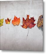 Five Autumn Leaves Metal Print