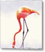 Flamingo Metal Print