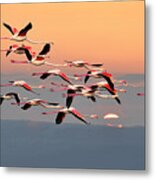 Flamingos In Flight Metal Print