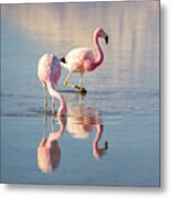 Flamingos With Reflections Metal Print
