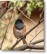 Flashy Little Sparrow Metal Print