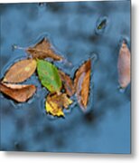 Floating Leaf, Minimalist Photography, North Carolina, Pisgah Metal Print