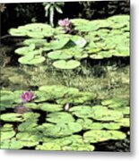 Floating Lily Pads Metal Print