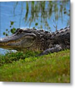 Florida Gator 3 Metal Print