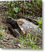 Florida Gopher Tortoise Digging His Den Metal Print