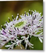 Flower In Focus Metal Print